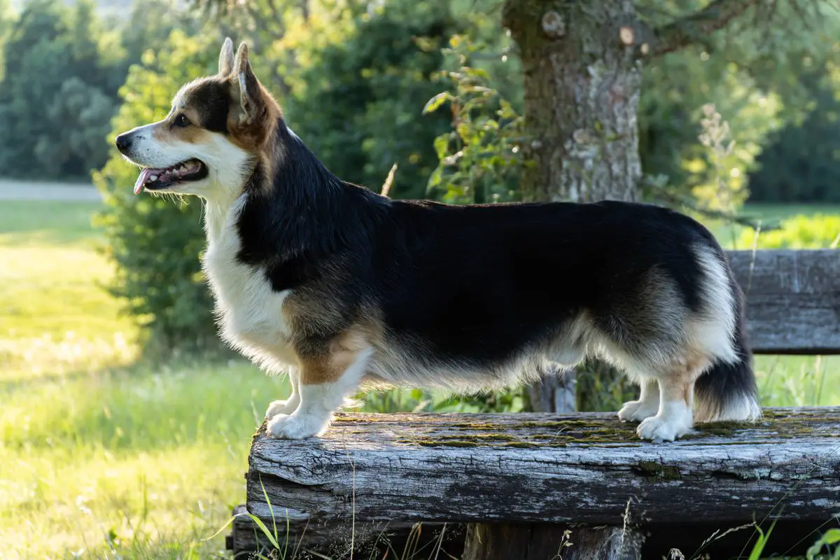 GER CH, GER YOUTH CH, Alpensieger Füchslein Fünf o’the Palatinate Pixies