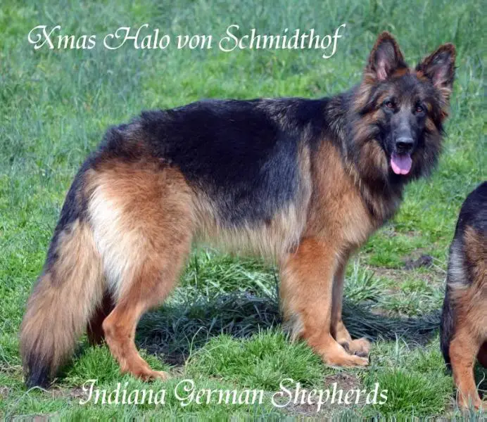 Xmas Halo Von Schmidthof