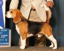 GCHG CH Lokavi’s Battle Flag of the South