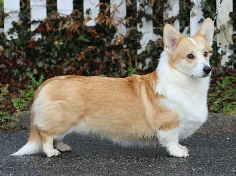 German Youth Champion VDH, Club Champion Shamquin NSure Good Loving