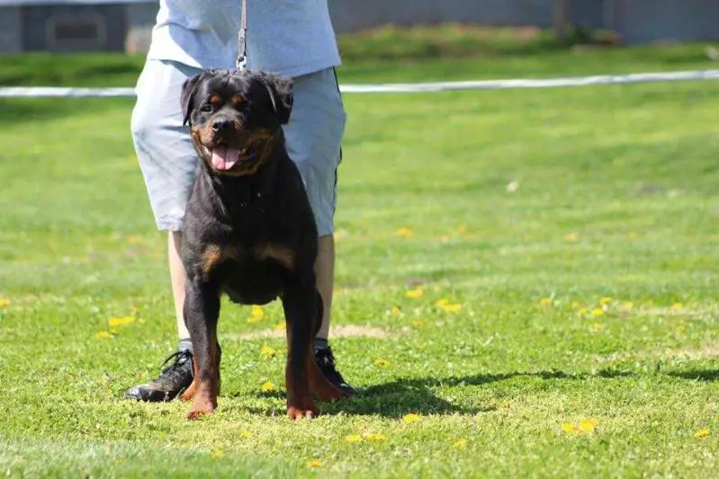 Barracuda of Kinder's Royal Rott