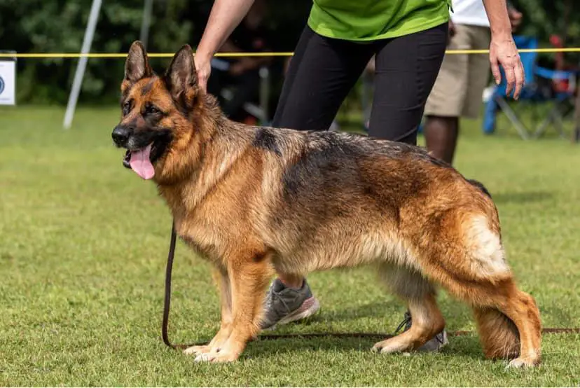 Multi SG Gale du Gite