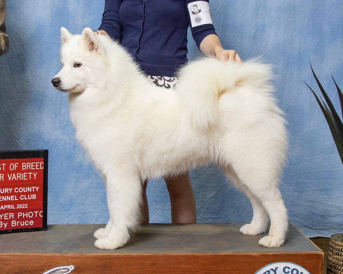 CH ArticCross Bilrost N Icecrown's Mistress of Dreams