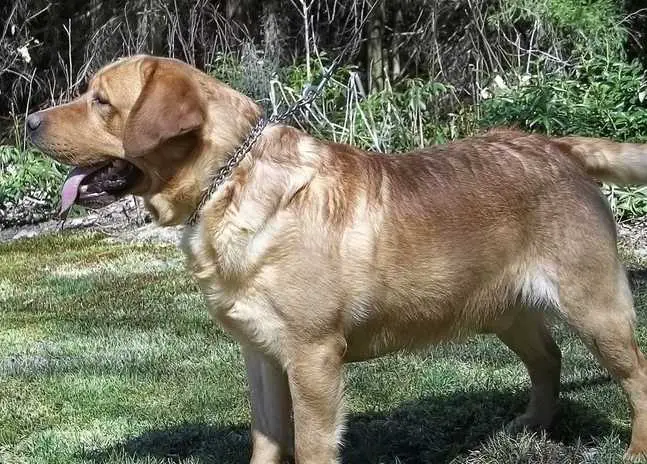 Windancing's Fire On The Mountain