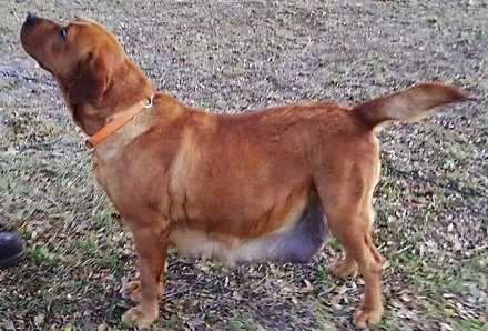 Circle S's Coppers Penny