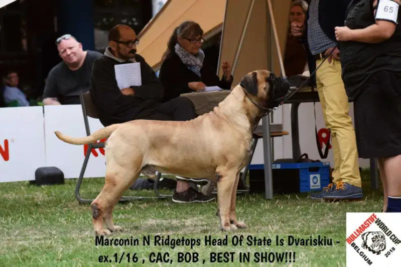 World Junior Winner, European Winner, Bullmastiff World Cup Marconin N Ridgetops Head of State Is-Dvariskiu