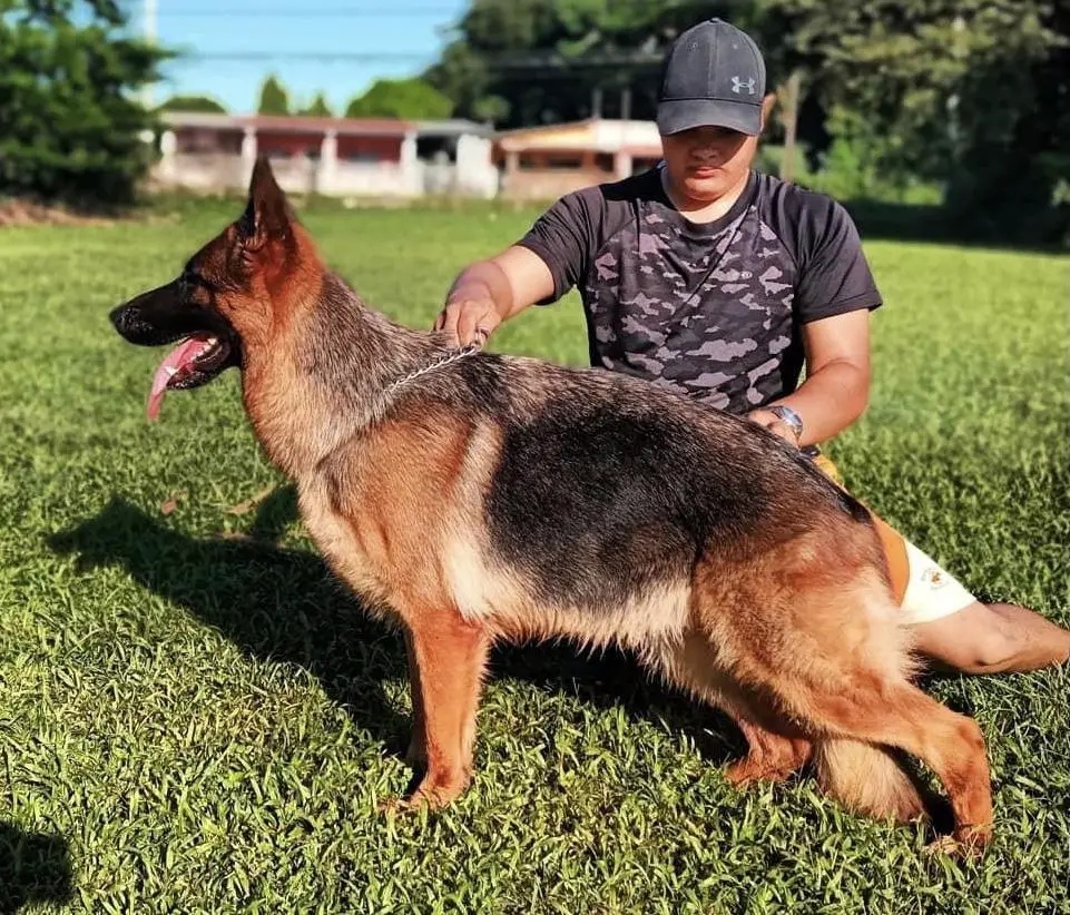 V Campeona Panameña Fendi vom Regenwald