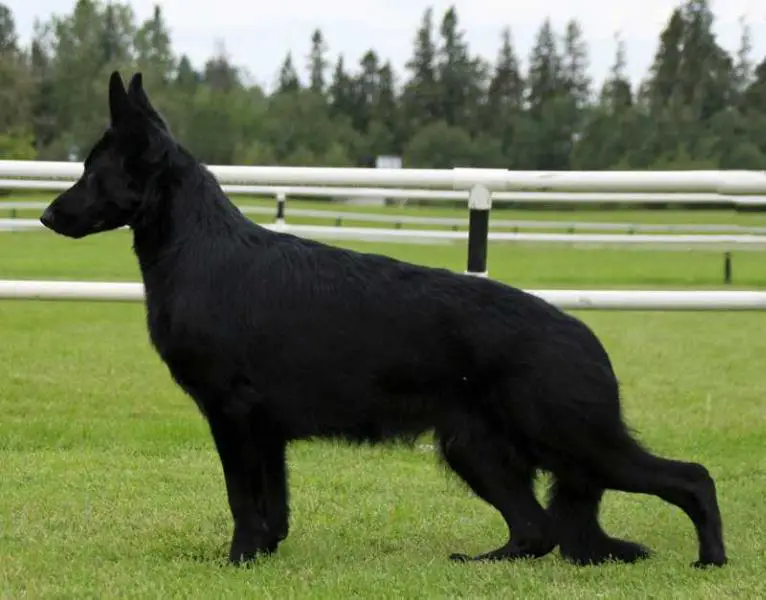 Sunflower's Halloween Chilco