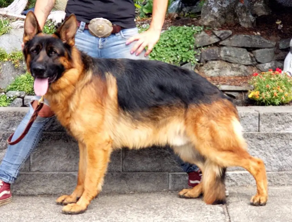 Majestic's Royal Jager Von Highlands