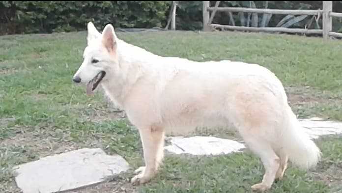 Enoque Saville Blanc