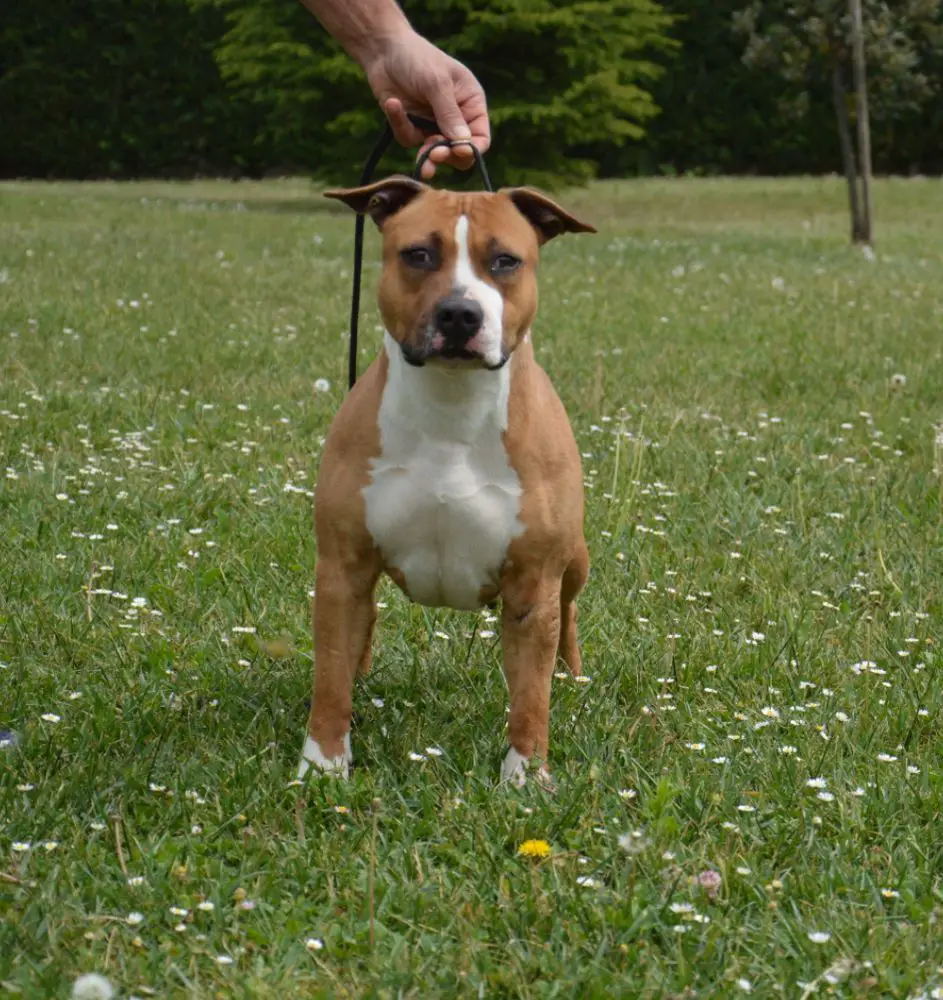 Amstaff Style Baby Doll