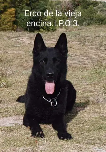 Erco de la Vieja Encina