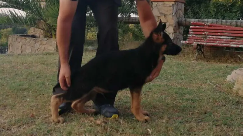 DEVIL DE TRULL KENNEL