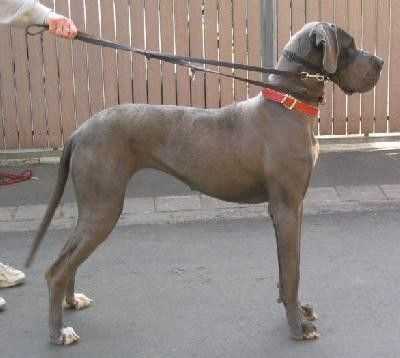 Elfe vom Hause Wagner