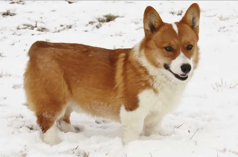 Heart Mountain's Easton