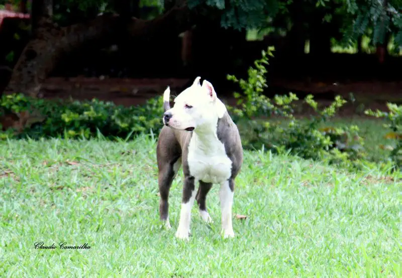 Fanny Amstaff Bantim