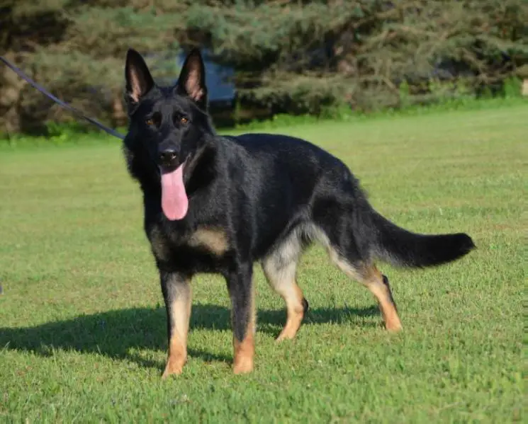 UKC GRCH Foxi vom Haus Bergblick