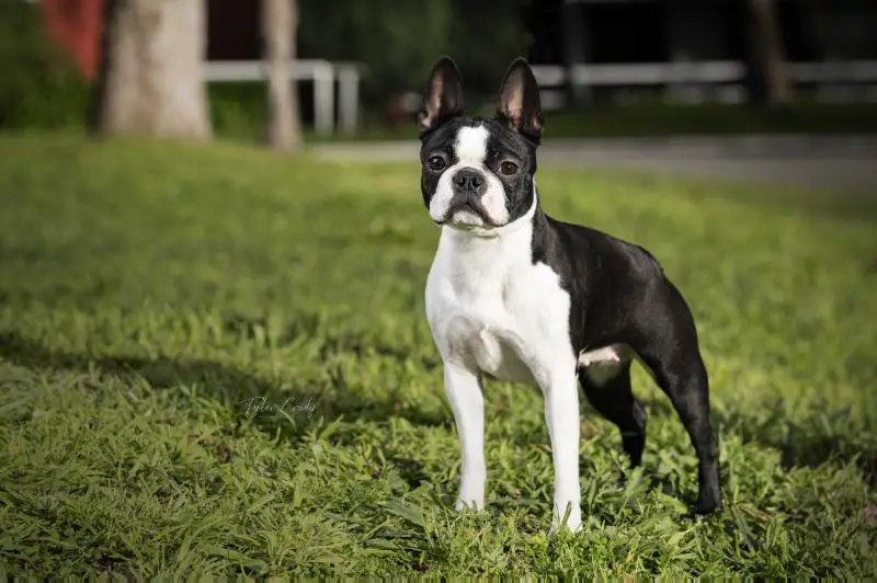 BISS GCHB CH Delphi's Put Your Lips Together And Blow