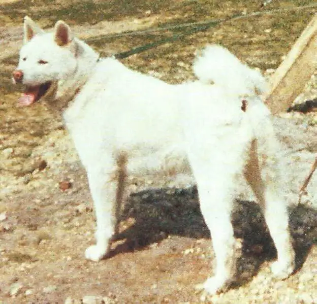 Yukihime Go Of Rediviva