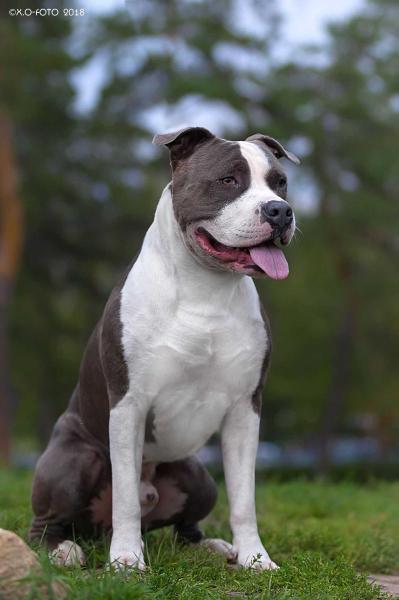 OLYMP S BEREGOV AGIDELI