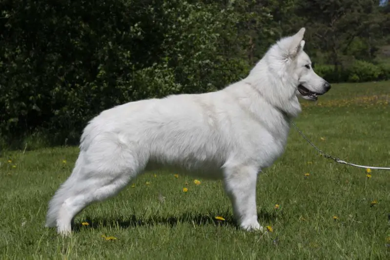 FI CH LV CH HeJW-18 V-21 Alpha Grade North Star