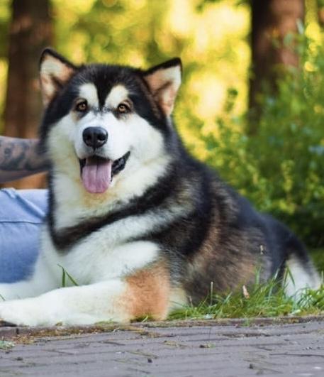 Heavenly Spirit Divnaya Malina