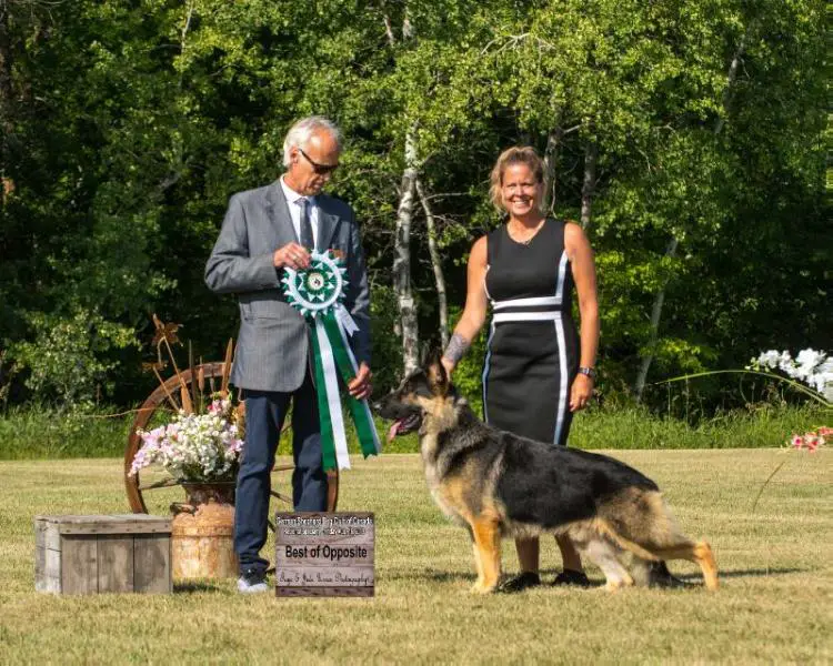 Canadian Champion Timberline's Hard Rock Town