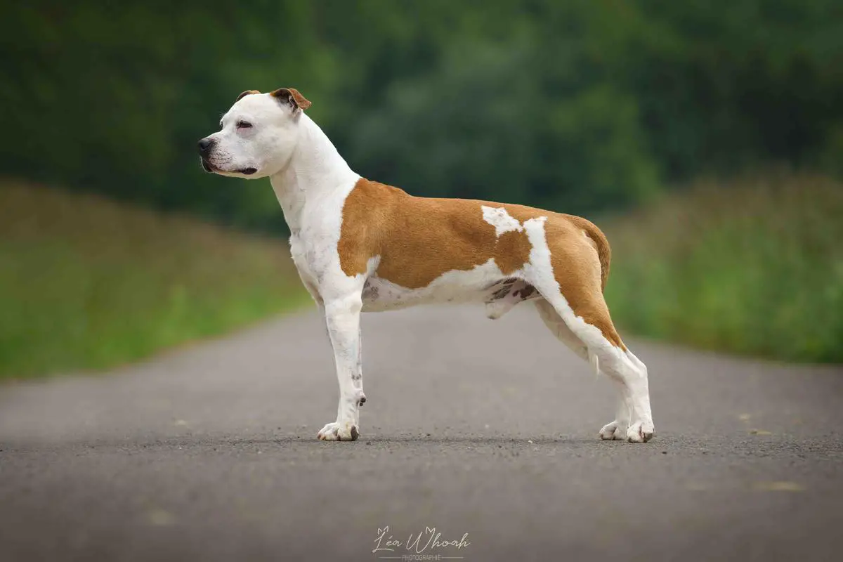 Old Parry's Pecan Neverending Story