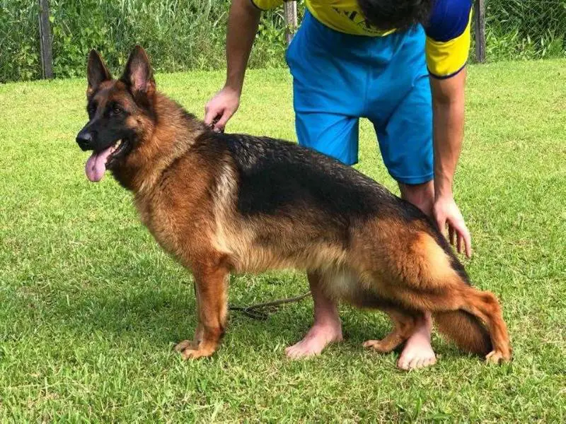 SG6 BRA Gretta von Haus Zipf