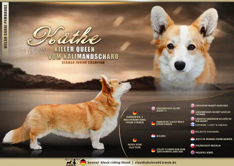 Killer Queen vom Kalimandscharo