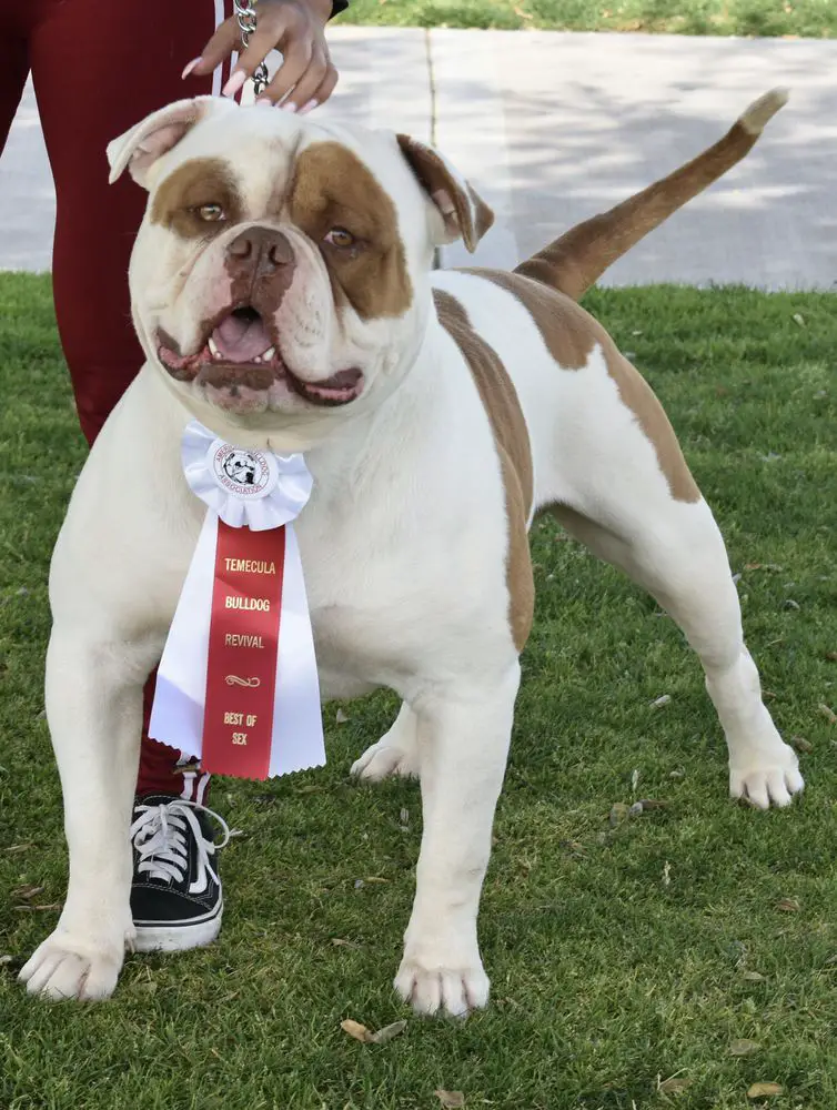 DogPound’s Ruthless of Empire