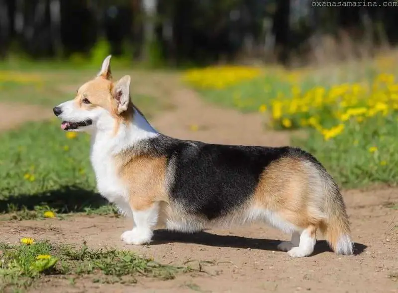 ANDVOL BLOSSOM KAILAS