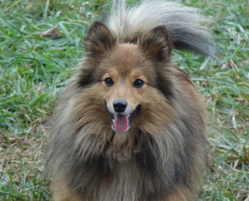 Sheltiekiss Joy Of Life (Ukraine)