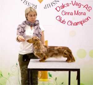 Daks-Veg-As Cinna Mona