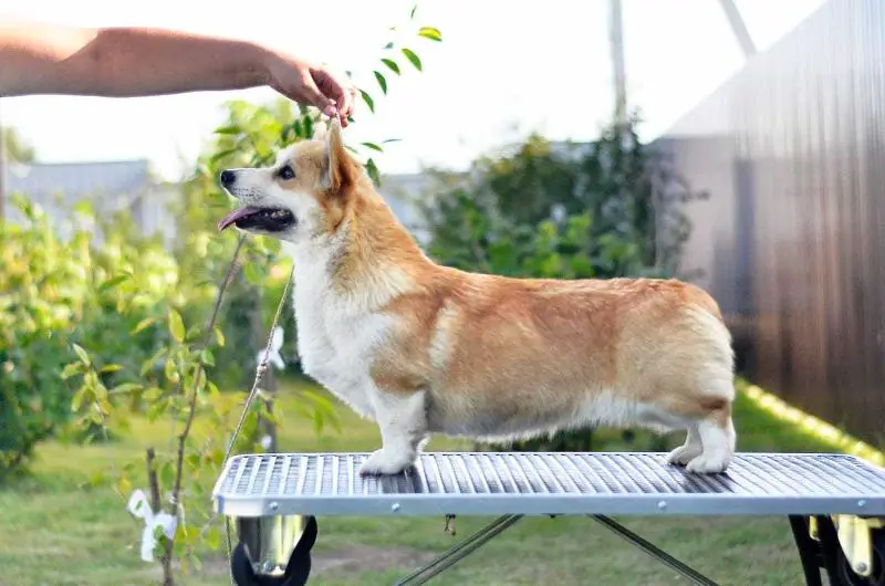 Rus Briskazi Dyudyuka Barbydonskaya, nb