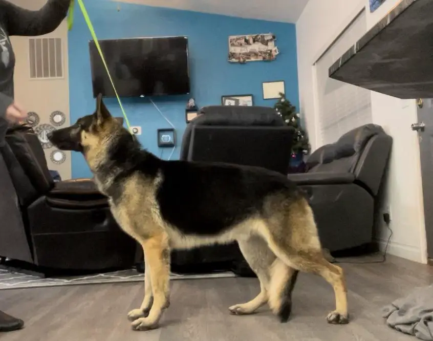 Jax Lexington Steele