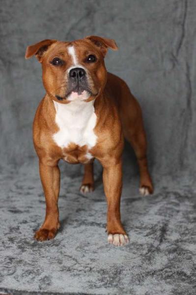 Aileen Golden Goblin