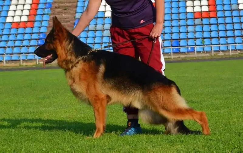 De Orse Mak Flai Yagor