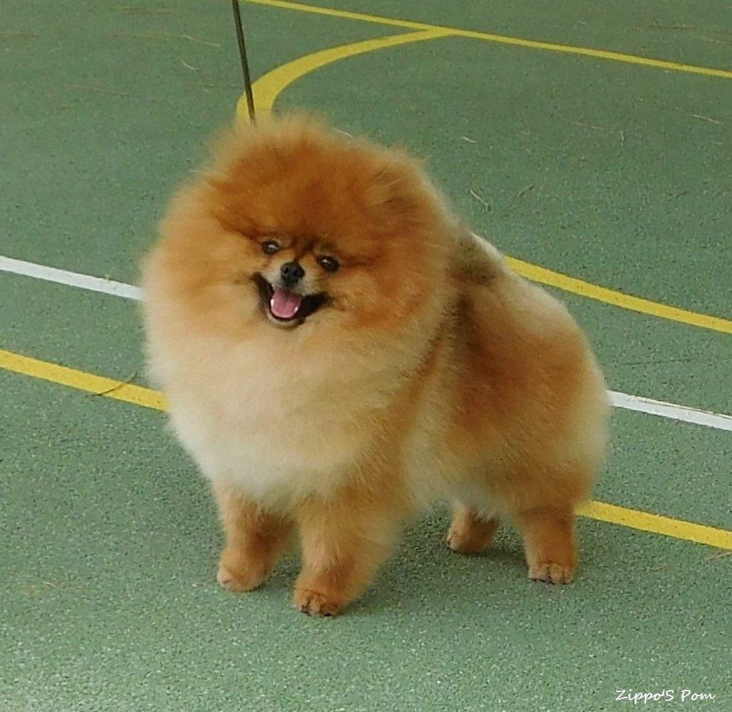 INT CH, HR CH, RCC CRUFTS 2019 Themanwithredtattoo At Spanapoms
