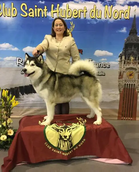 Int.CH, BISS, BCH, NLCH, LuxCH, DCH Qilaqs Portrait of a Beauty