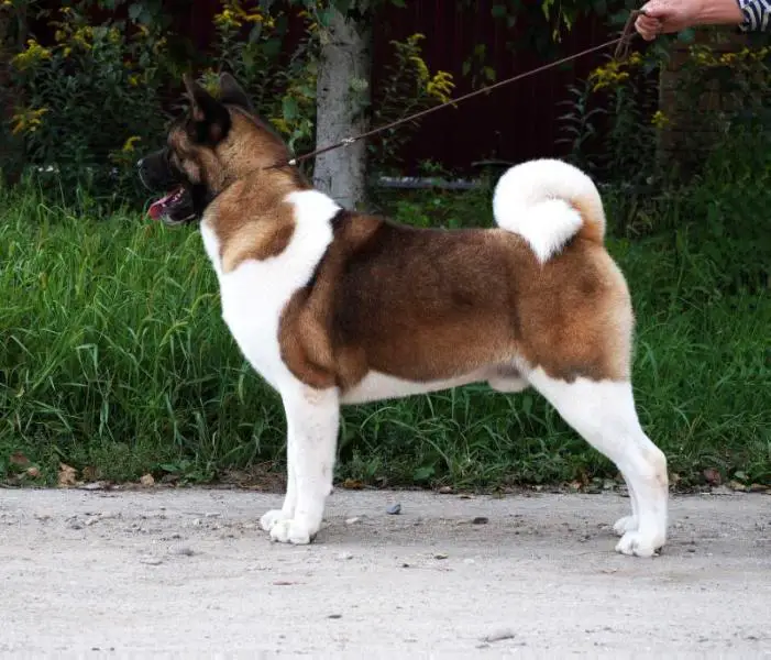 RUS/RKF CH, RUS JCH Amour Style Dracula