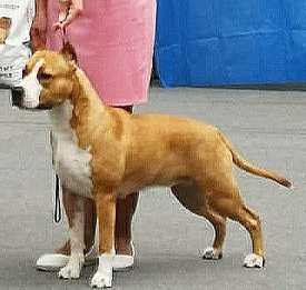 RADOLINA COMANCHE SOUL IZ DOMA LANKASTER