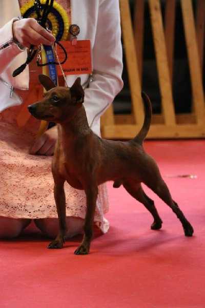 Iannis de la Maison d'Este