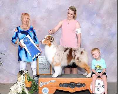 BIS RBIS UKC/AOM AKC GChB/ASCA Ch/CKC GCh Ninebark's Boldly Go