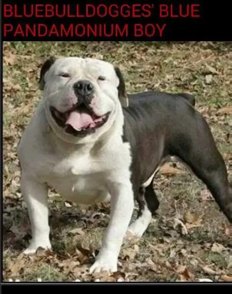 Bluebulldogge's Blue Pandamonium Boy