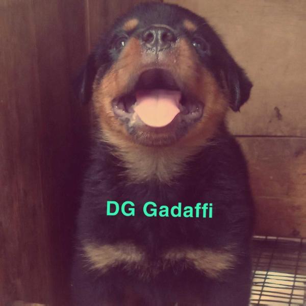 DG Gadaffi