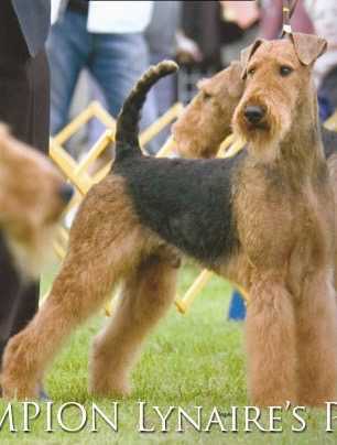 AMCH, GCH Lynaire's Perfect Storm