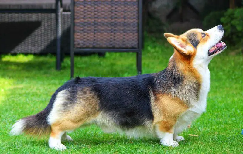 J CH BY, CH BY, CH BREED, GRAND CH BY, CH PL MASSENA ANDRE IZ LEVANZHI