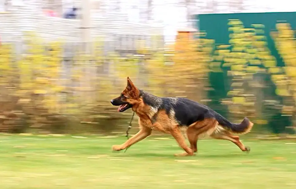 V(Ru) Furba iz Kuznetskgrada