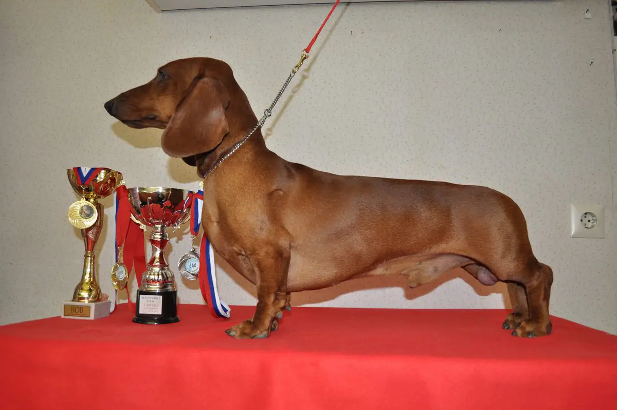 WUT W. 2014, A&R&HJCH, L&H&SRB&SLO&R&HRCH, GRANDCH,R.CHCL Zoldachs Jumper